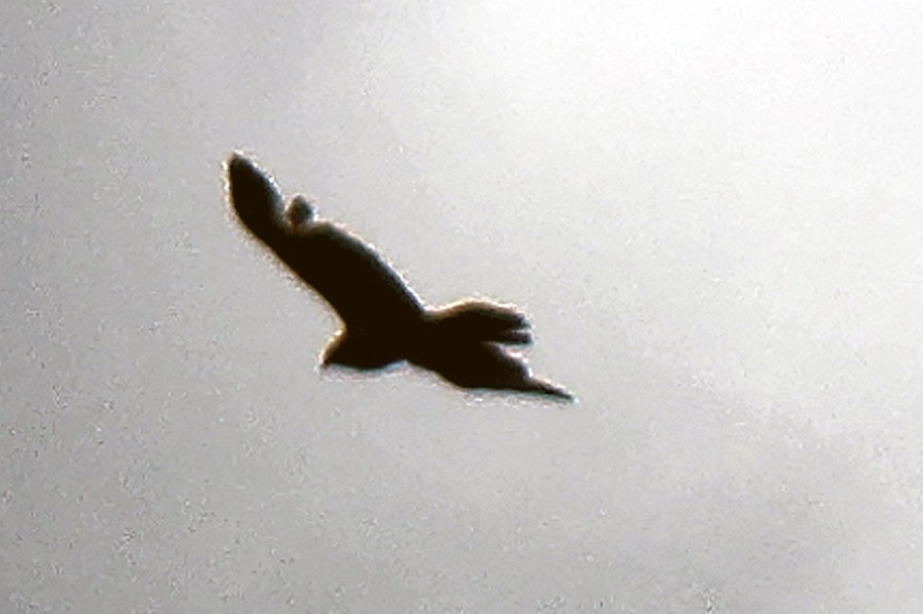 BiBo18.jpg