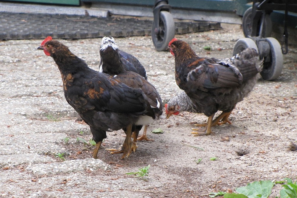 CPEH0622 (19).JPG