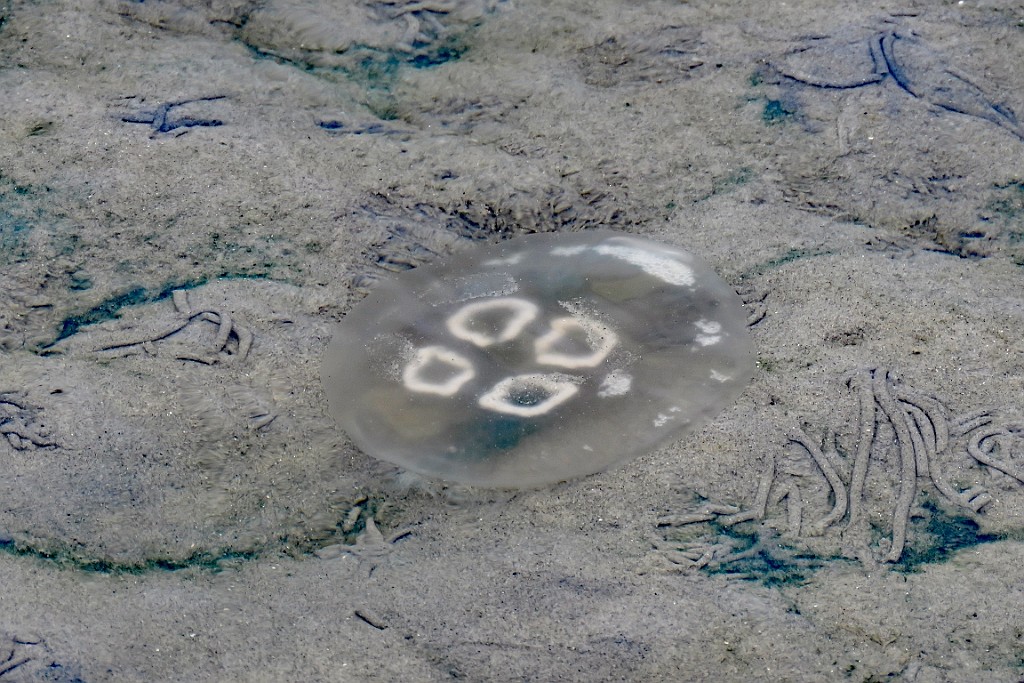 CPPZ0522 (54).JPG