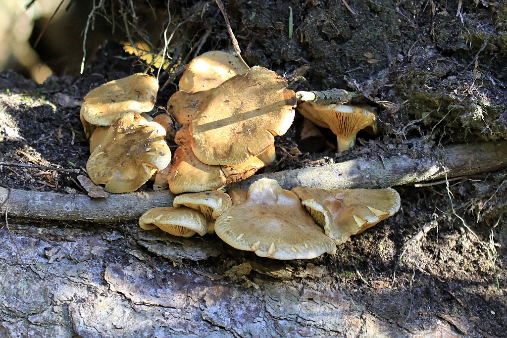 Can0634.jpg