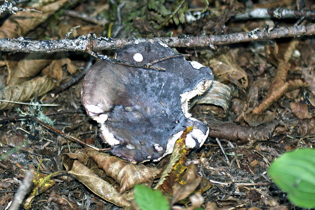 Can0635.jpg