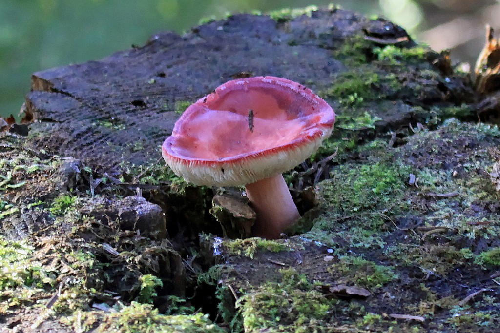 Can0636.jpg