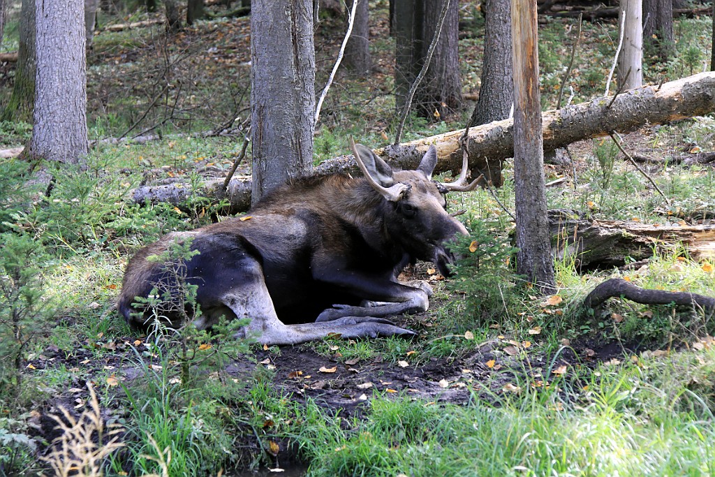 Can0829.jpg