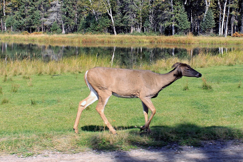 Can0847.jpg