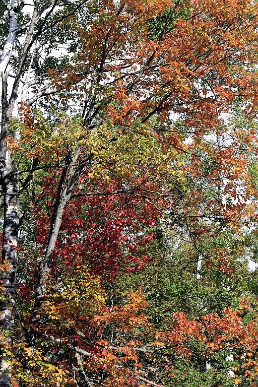 Can0882.jpg