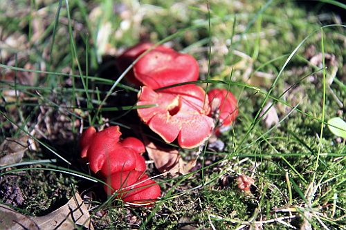 Can0494