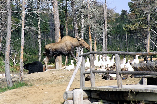 Can0804
