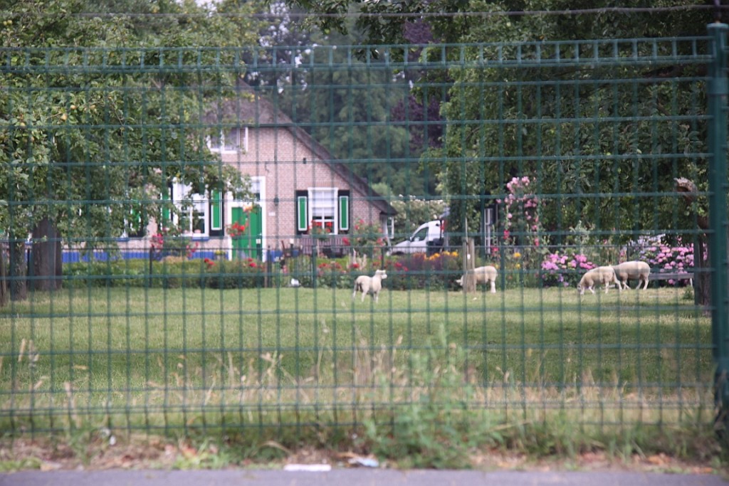 Giethoorn013.JPG
