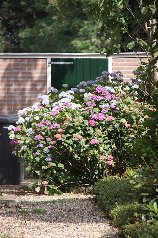 Giethoorn028.JPG