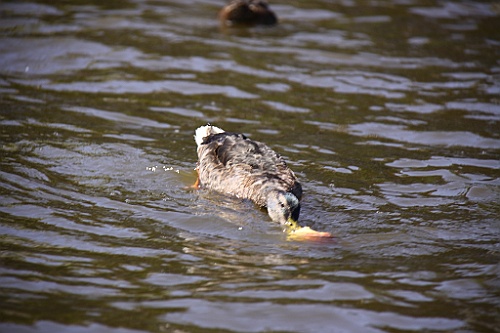 Giethoorn061