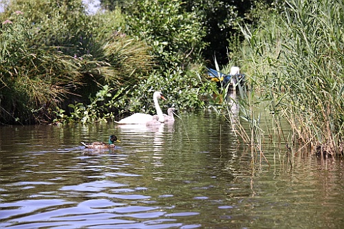Giethoorn063