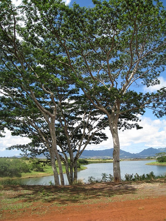 Hawaii0047.jpg