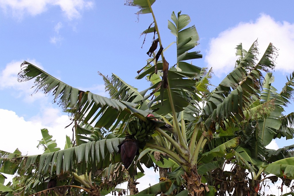 Hawaii0049.jpg