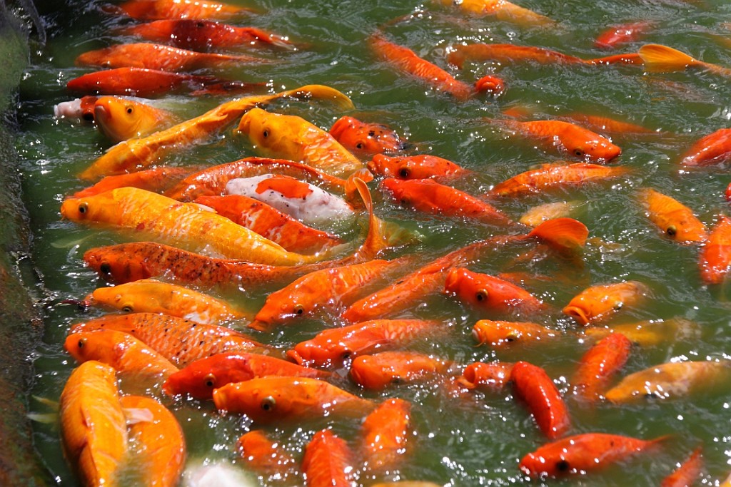 Hawaii0053.jpg
