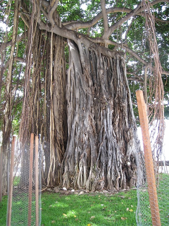 Hawaii0128.jpg