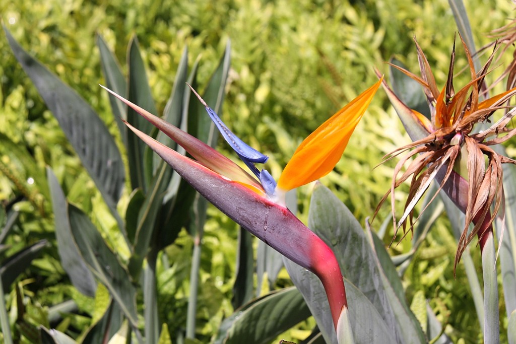 Hawaii0155.jpg