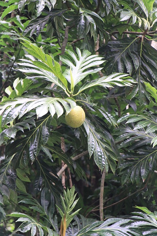 Hawaii0402.jpg