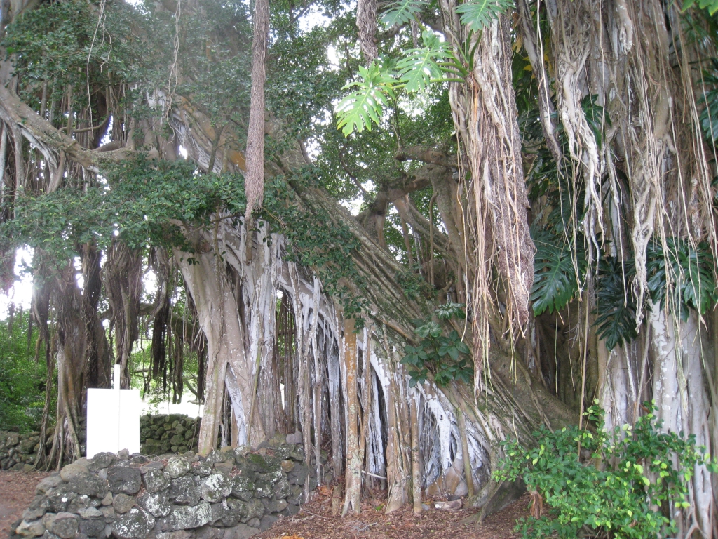 Hawaii0410.jpg