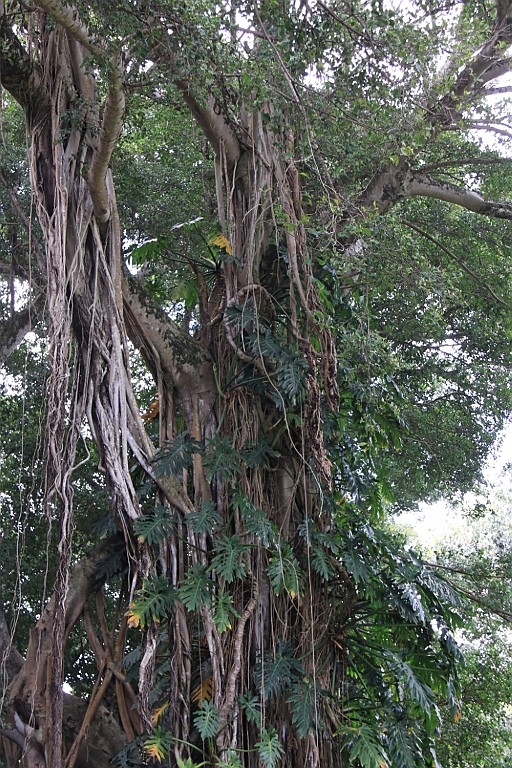 Hawaii0411.jpg