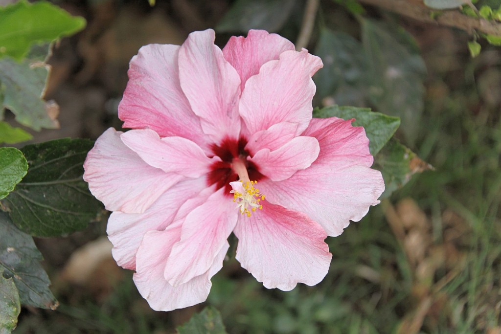 Hawaii0434.jpg