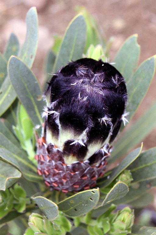 Hawaii0443.jpg