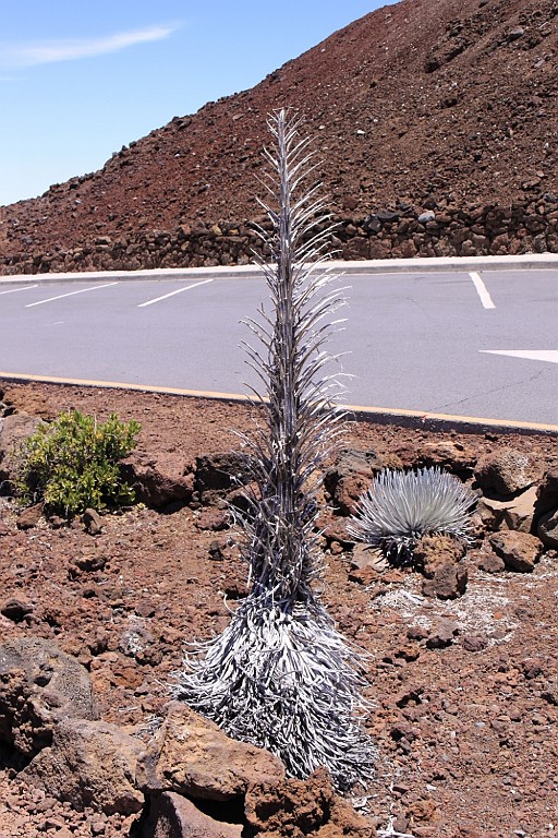 Hawaii0467.jpg