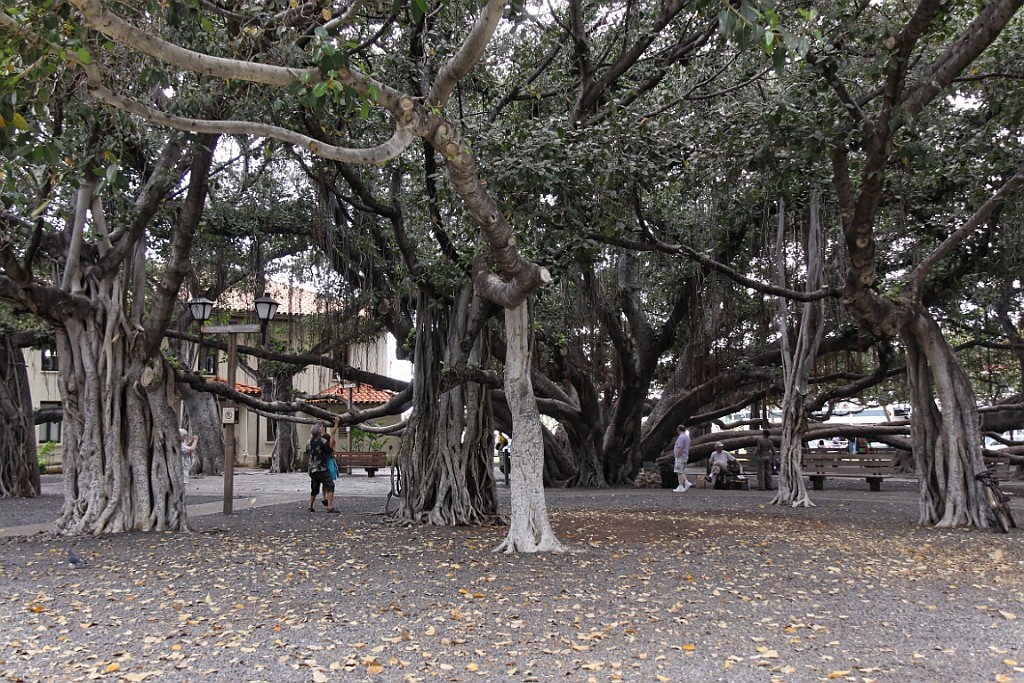 Hawaii0481.jpg