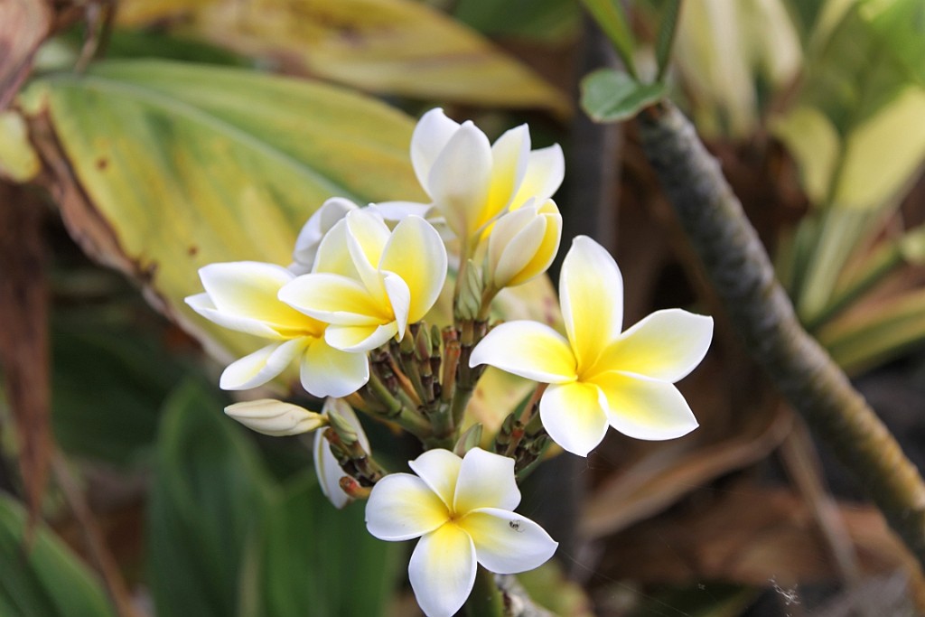 Hawaii0504.jpg