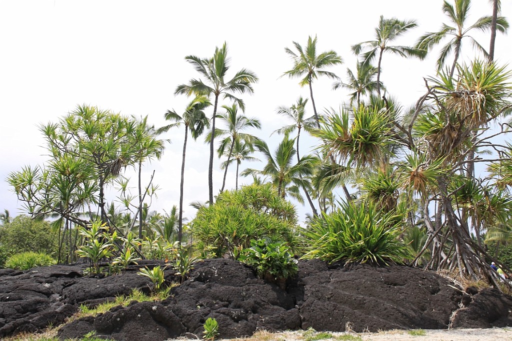Hawaii0528.jpg