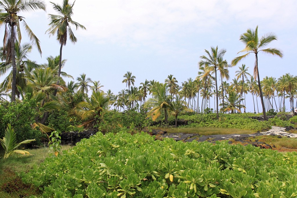 Hawaii0530.jpg