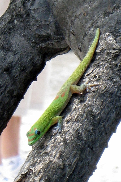 Hawaii0535.jpg
