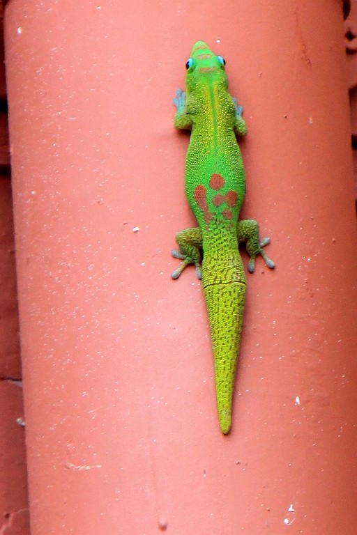 Hawaii0547.jpg