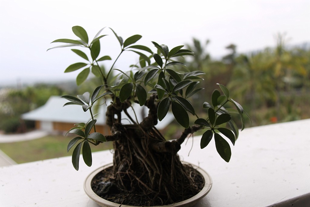 Hawaii0551.jpg