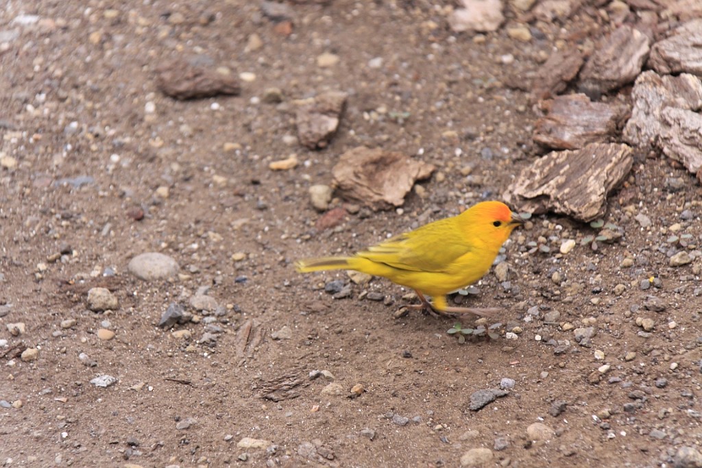 Hawaii0559.jpg
