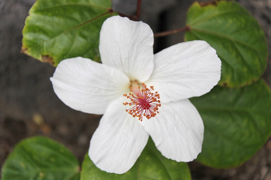Hawaii0562.jpg