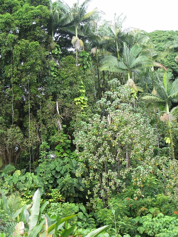 Hawaii0601.jpg