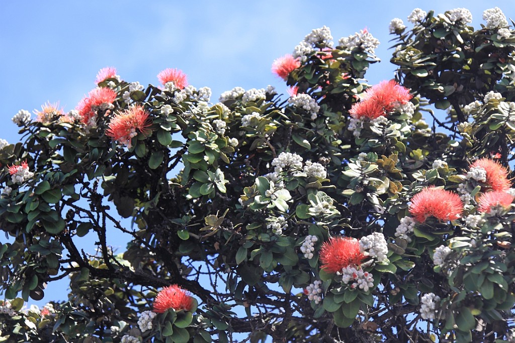 Hawaii0615.jpg