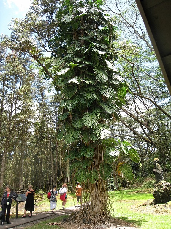Hawaii0645.jpg