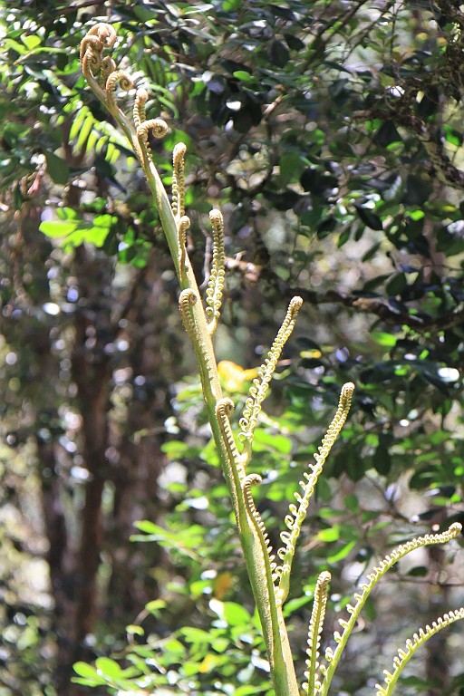 Hawaii0652.jpg