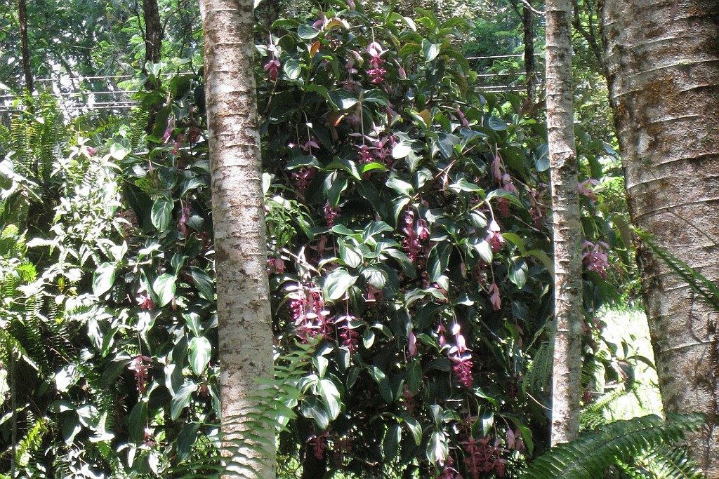 Hawaii0658.jpg