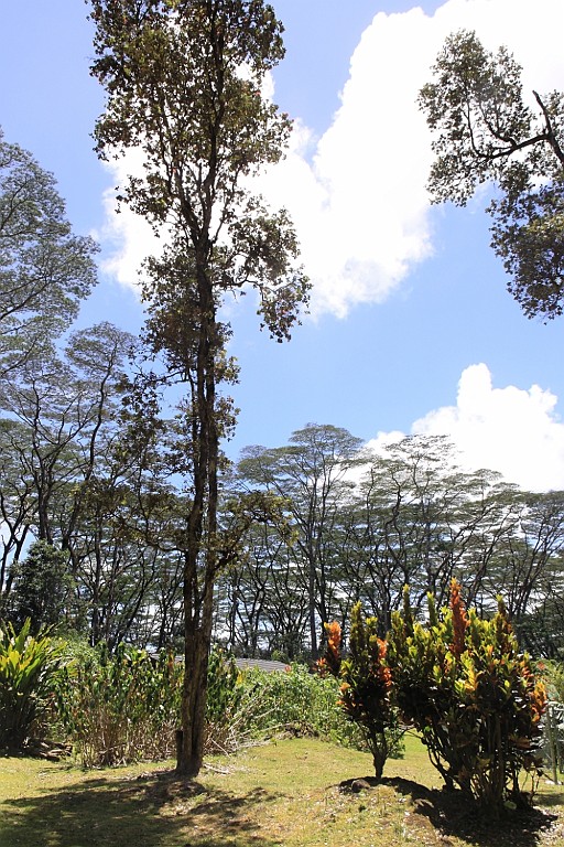 Hawaii0665.jpg
