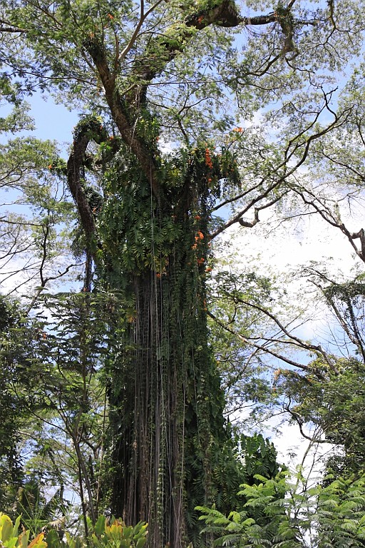 Hawaii0667.jpg