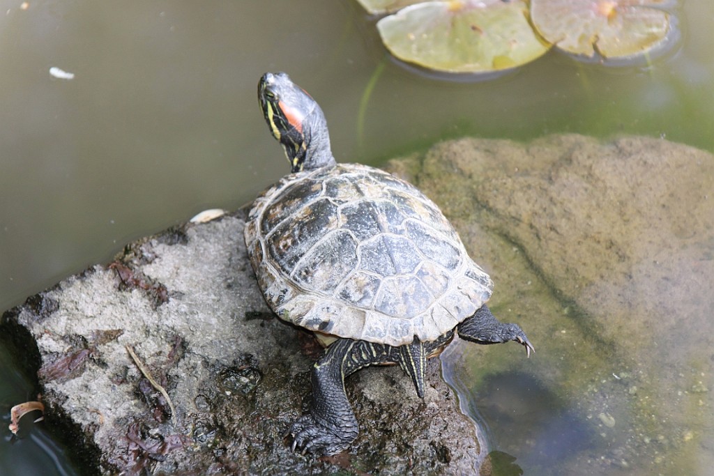 Hawaii0882.jpg