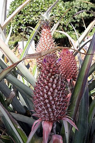 Hawaii0031