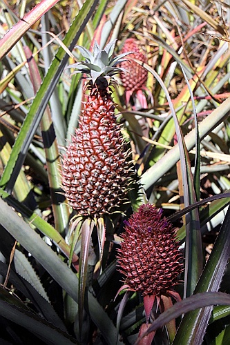 Hawaii0032