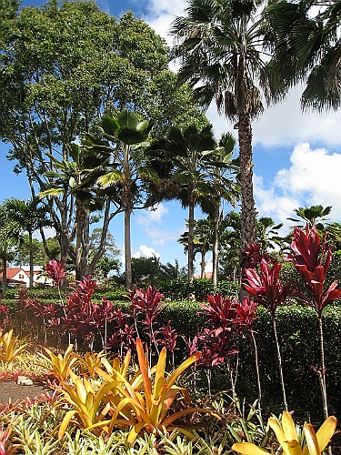 Hawaii0036