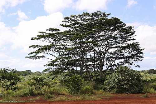 Hawaii0042