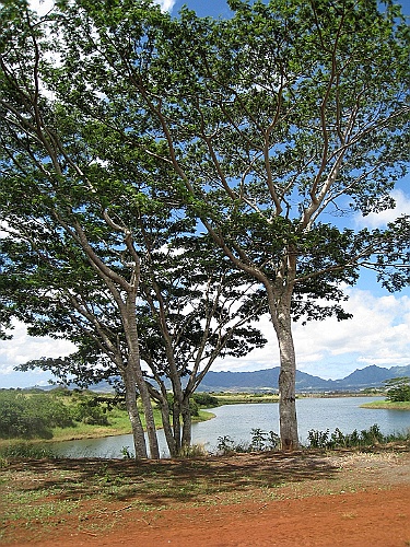 Hawaii0047
