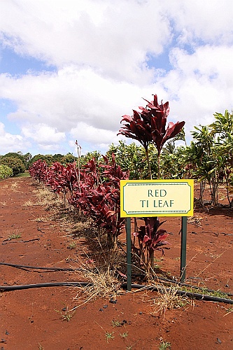 Hawaii0052