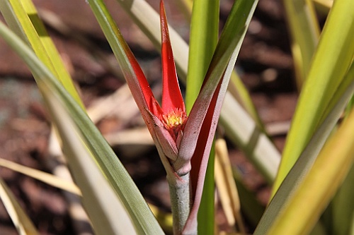Hawaii0054